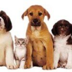Animals yr3