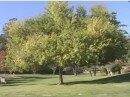 The Giving Tree
