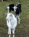 Fairy Tale, The Three Billy Goats Gruff