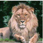 Year 6: The Chronicles of Narnia
