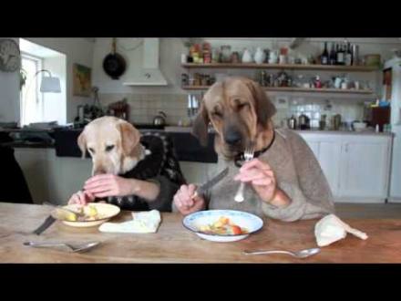 TWO DOGS DINING - YouTube