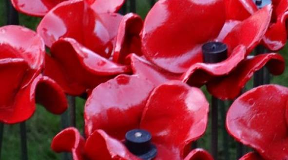 10 facts about Remembrance Day and poppies | St George International