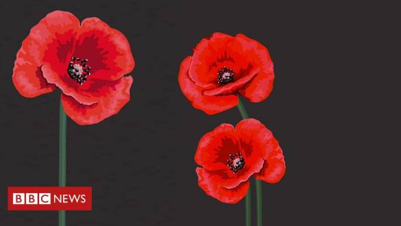 Red, white, purple, black? Choosing a Remembrance Day poppy - BBC News