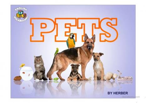 PETS PPT worksheet - Free ESL projectable worksheets made by teachers