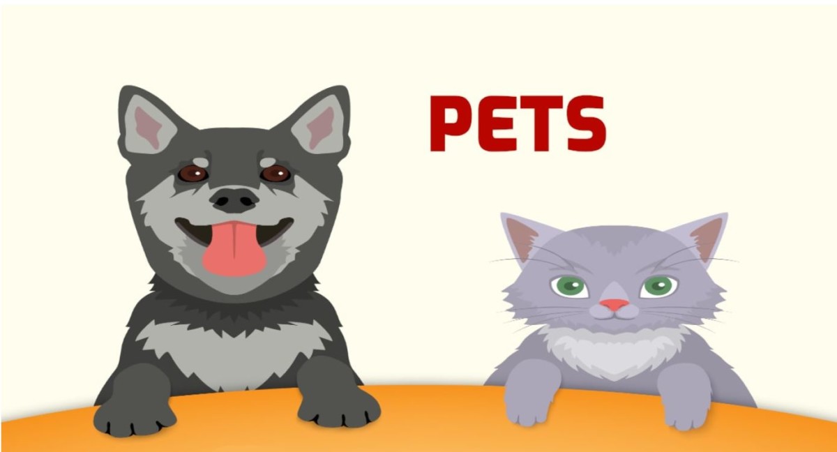 Pets vocabulary in English - Learn with Games Pictures Sounds and Quizzes