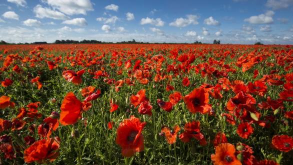 What is Remembrance Day? - CBBC Newsround