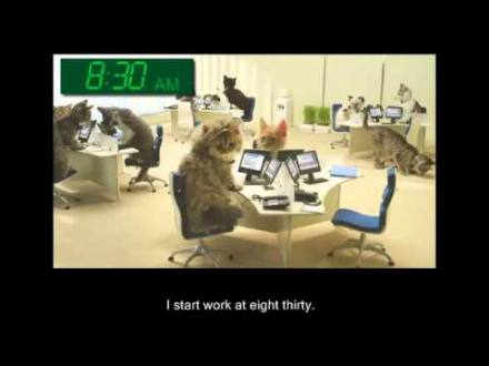 A Cat's Day - YouTube