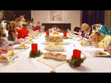 Freshpet Holiday Feast - 13 Dogs and 1 Cat Eating with Human Hands - YouTube