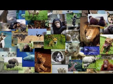 Keep Wild Animals Wild Chapter 1- AAE 2015 - YouTube