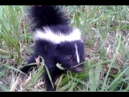 Baby Skunk Friend!! (ORIGINAL) - YouTube
