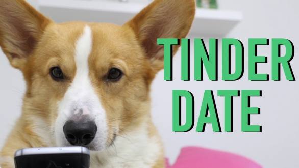 DOGS ON TINDER - Topi the Corgi - YouTube