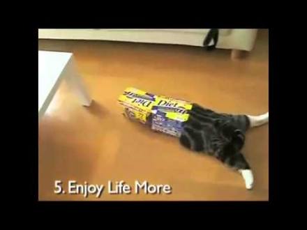 10 New Year's Resolutions As Told by Cats So Funny - YouTube