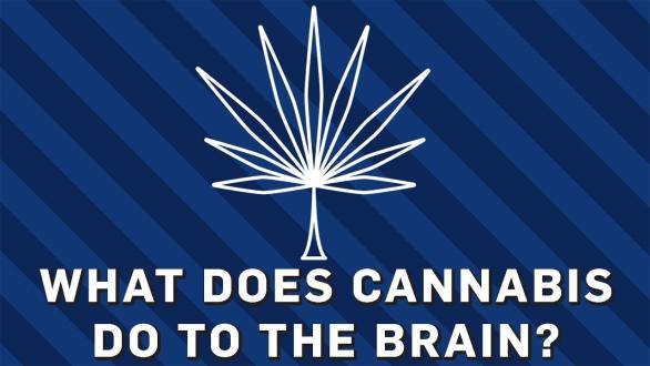 What Does Cannabis Do To The Brain? | Brit Lab - YouTube