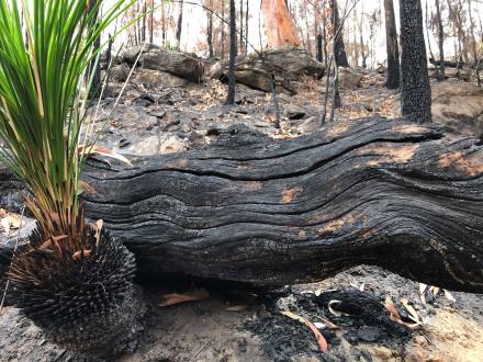 Strength from perpetual grief: how Aboriginal people experience the bushfire crisis