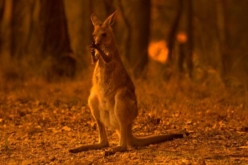 Number of animals killed in Australia's wildfires soars to over 1 billion