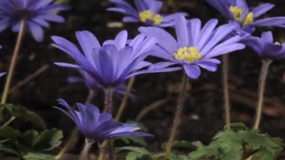 Watch This Satisfying Timelapse of Spring Flowers Blooming | Mental Floss