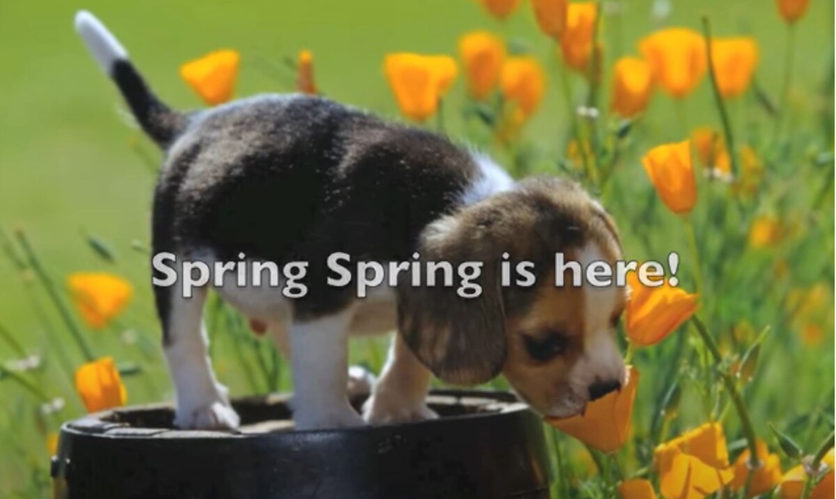 SPRING - Lyric Video by Musical Playground (Spring Song) - YouTube