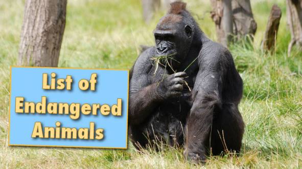 Endangered Animals 4-9 | WebEnglish