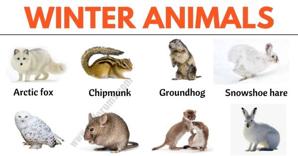Winter Animals: List of 20+ Best Winter Animals in English - ESL Forums