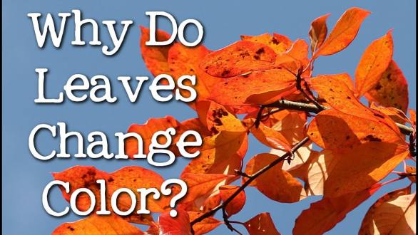 Why Do Leaves Change Color? What Makes the Leaves Fall? FreeSchool - YouTube