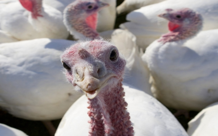 Why Do We Eat Turkey on Thanksgiving? | Wonderopolis