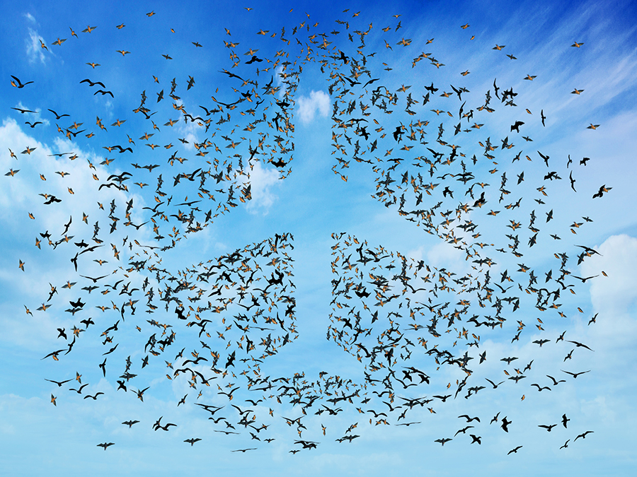 Are Birds a Danger to Airplanes? | Wonderopolis