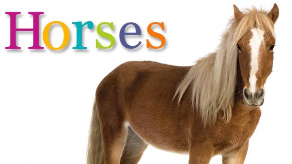 HORSES | Animal Book for Kids Read Aloud - YouTube
