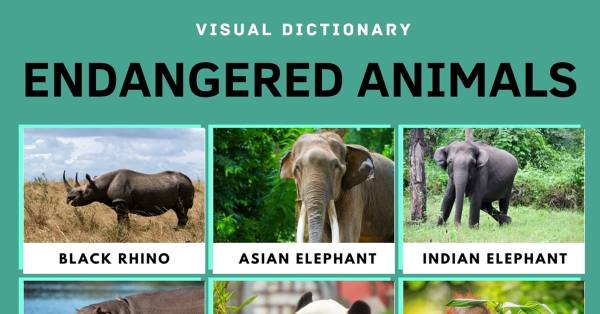 Endangered Animals: List of 15+ Endangered Animals with Facts • 7ESL