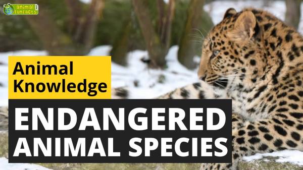 Endangered Animal Species - Animals for Kids - Educational Video - YouTube (3:45)